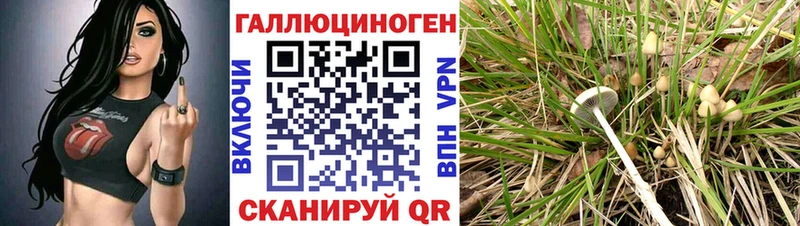 Купить  Камышлов  Псилоцибиновые грибы Psilocybine cubensis 
